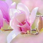 MegaTulip Ltd