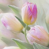 MegaTulip Ltd