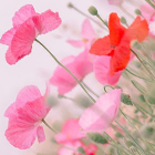 MegaTulip Ltd