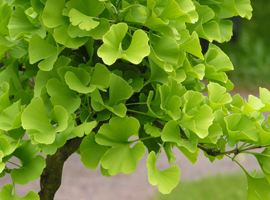 Seedlings of deciduous trees
