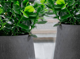 Indoor Potted Plants