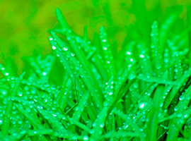 Seeds and Mixtures of Lawn Grasses