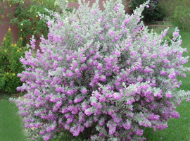 Plants and Trees for the Outdoors